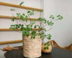 Branche d'eucalyptus artificiel dans un pot.