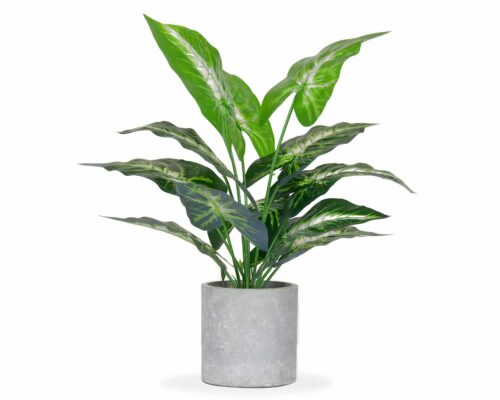 Plante en pot gris sur fond blanc.